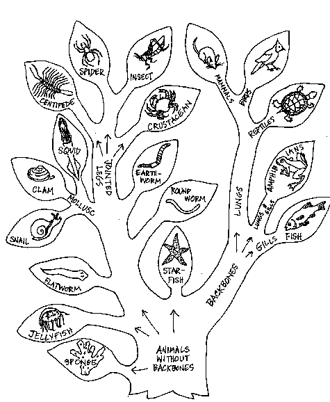 animal kingdom chart. The Animal Kingdom